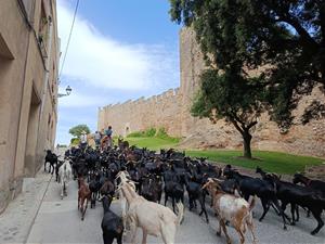 El Camí ramader de Marina porta la transhumància al Penedès i reivindica el món rural com a patrimoni viu. EIX