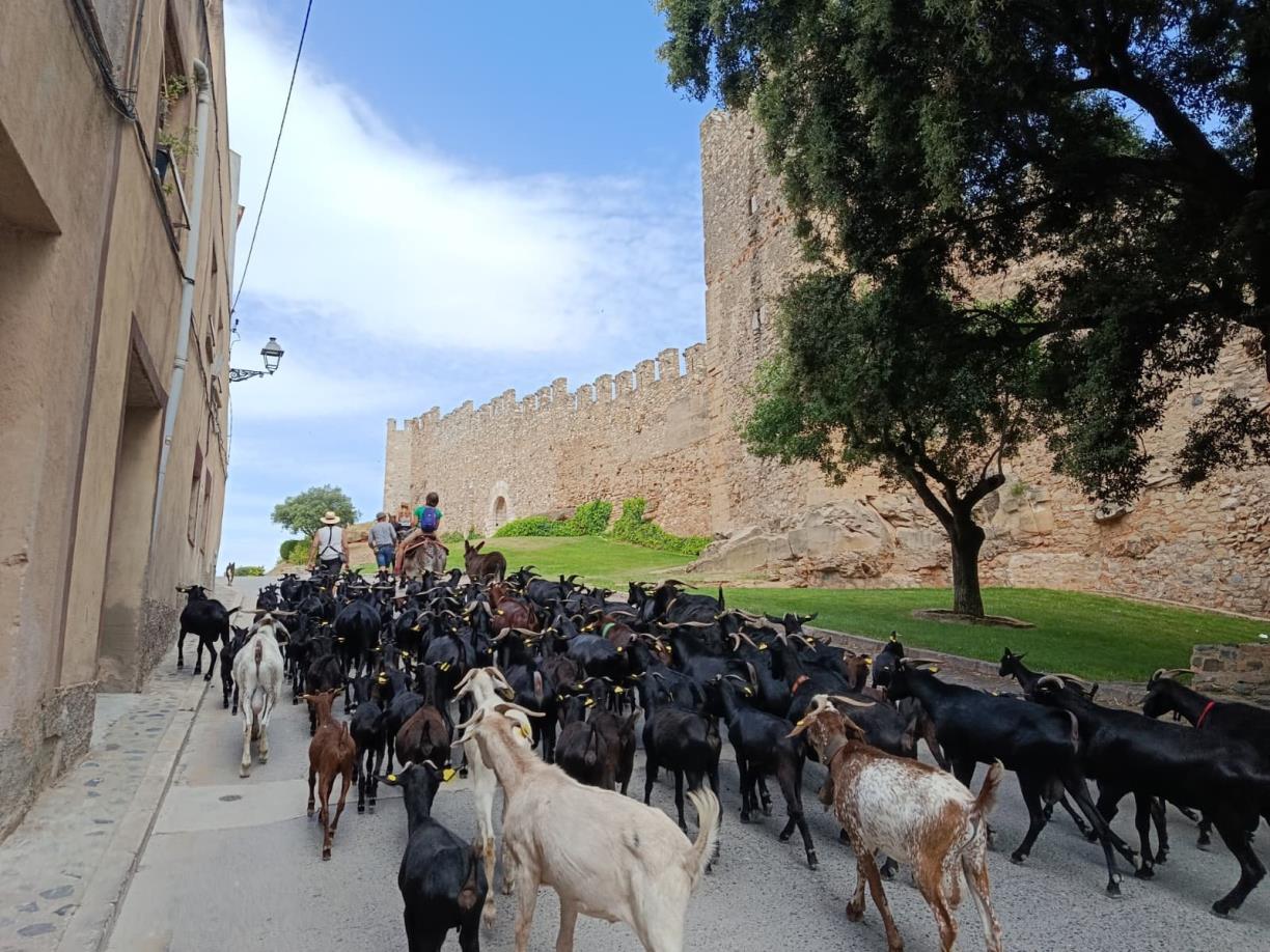 El Camí ramader de Marina porta la transhumància al Penedès i reivindica el món rural com a patrimoni viu. EIX