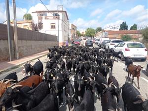 El Camí ramader de Marina porta la transhumància al Penedès i reivindica el món rural com a patrimoni viu
