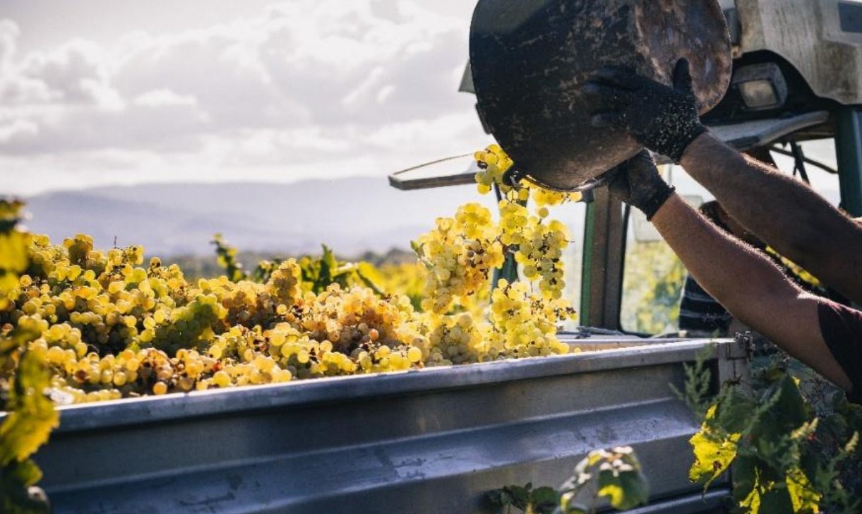 El Cava manté els preus del raïm i injectarà prop de 100 milions d'euros als viticultors amb l'inici de la verema. DO Cava
