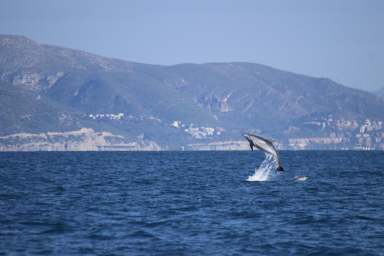El Garraf, sota la mirada dels dofins: el Projecte DORNA revela les primeres dades sobre la fauna marina. Associació Cetàcea