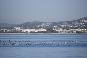 El Garraf, sota la mirada dels dofins: el Projecte DORNA revela les primeres dades sobre la fauna marina