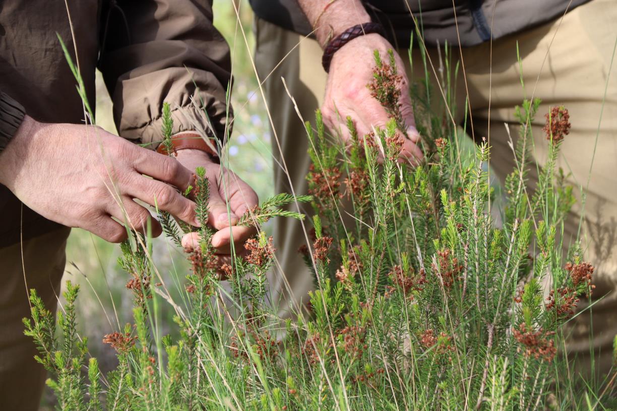 El Govern regula l'aprofitament comercial del llentiscle i el bruc per garantir-ne la sostenibilitat. ACN