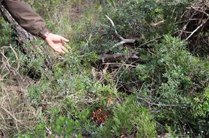 El Govern regula l'aprofitament comercial del llentiscle i el bruc per garantir-ne la sostenibilitat