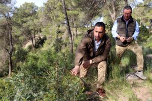 El Govern regula l'aprofitament comercial del llentiscle i el bruc per garantir-ne la sostenibilitat