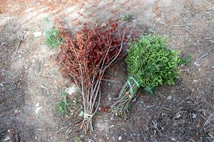 El Govern regula l'aprofitament comercial del llentiscle i el bruc per garantir-ne la sostenibilitat