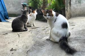 El jutjat obliga l’Ajuntament del Vendrell a investigar la gestió de la colònia felina de Sant Magí arran del recurs de FAADA. FAADA