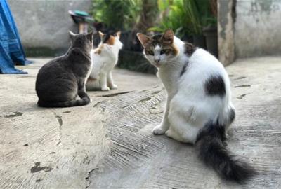 El jutjat obliga l’Ajuntament del Vendrell a investigar la gestió de la colònia felina de Sant Magí arran del recurs de FAADA. FAADA