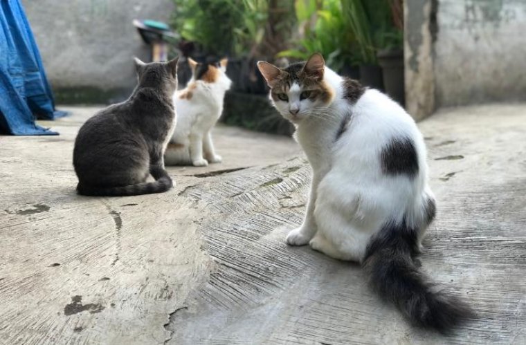 El jutjat obliga l’Ajuntament del Vendrell a investigar la gestió de la colònia felina de Sant Magí arran del recurs de FAADA. FAADA