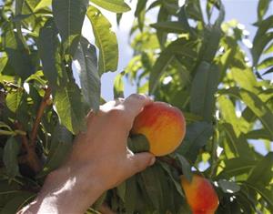El mapa intel·ligent dels arbres fruiters. Ametller Origen