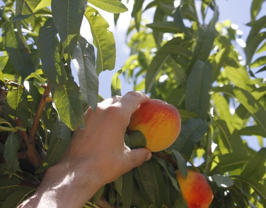 El mapa intel·ligent dels arbres fruiters. Ametller Origen