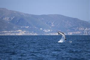 El mar que parla: el Garraf consolida una dècada d’observació de cetacis amb noves dades i reptes de futur. Associació Cetàcea