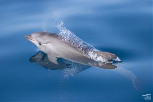 El mar que parla: el Garraf consolida una dècada d’observació de cetacis amb noves dades i reptes de futur