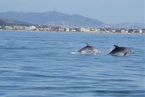 El mar que parla: el Garraf consolida una dècada d’observació de cetacis amb noves dades i reptes de futur