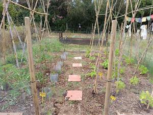 El projecte de recuperació de varietats agrícoles tradicionals del Penedès busca persones voluntàries per preservar llavors locals. Eixarcolant 