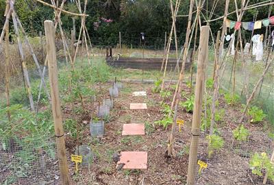 El projecte de recuperació de varietats agrícoles tradicionals del Penedès busca persones voluntàries per preservar llavors locals. Eixarcolant 