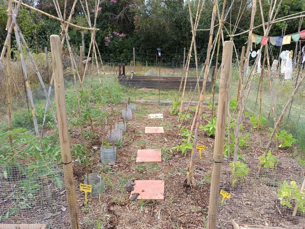 El projecte de recuperació de varietats agrícoles tradicionals del Penedès busca persones voluntàries per preservar llavors locals. Eixarcolant 