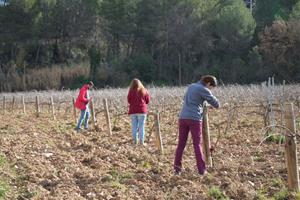 El projecte MANSO conclou amb avenços clau per fer front a la sequera i el canvi climàtic a la vinya. AECAVA