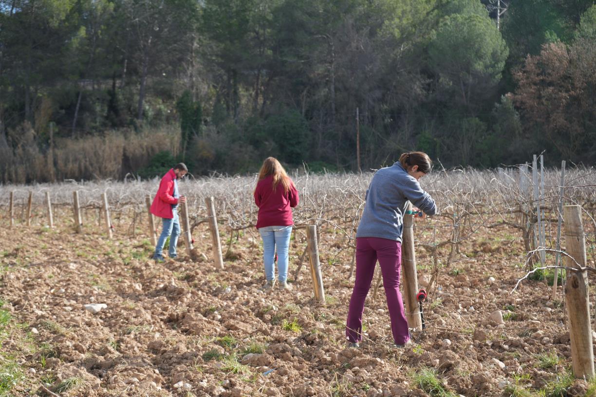 El projecte MANSO conclou amb avenços clau per fer front a la sequera i el canvi climàtic a la vinya. AECAVA