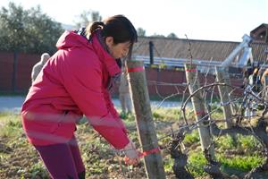 El projecte MANSO conclou amb avenços clau per fer front a la sequera i el canvi climàtic a la vinya