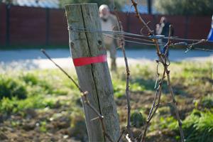 El projecte MANSO conclou amb avenços clau per fer front a la sequera i el canvi climàtic a la vinya