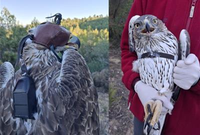 El radioseguiment confirma que les obres de l’Agroparc no afecten l’àliga cuabarrada. Ametller Origen