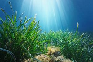 Els científics adverteixen que un oceà més càlid 