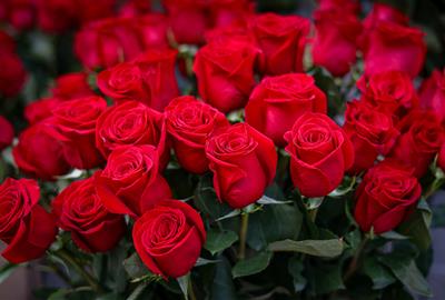 Els floristes alerten del caos en la venda de roses per Sant Jordi i demanen revisar l'actual sistema de llicències. ACN