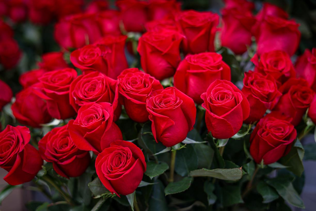 Els floristes alerten del caos en la venda de roses per Sant Jordi i demanen revisar l'actual sistema de llicències. ACN