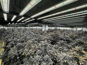 Els Mossos desmantellen una plantació amb 1.850 plantes de marihuana en un habitatge de Torrelles de Foix. ACN