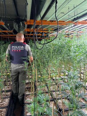 Els Mossos desmantellen una plantació amb 1.900 plantes de marihuana en una nau de Sant Quintí de Mediona. Mossos d'Esquadra