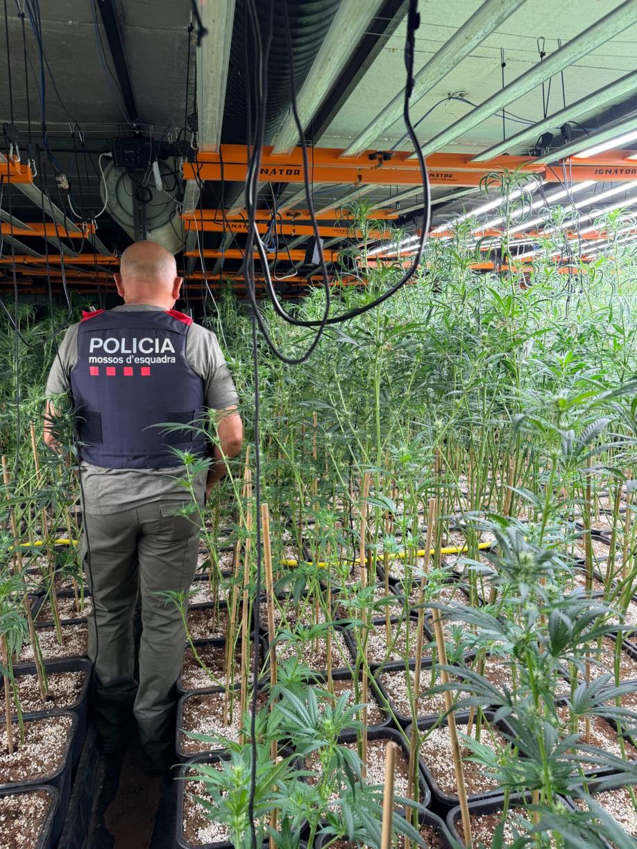 Els Mossos desmantellen una plantació amb 1.900 plantes de marihuana en una nau de Sant Quintí de Mediona. Mossos d'Esquadra