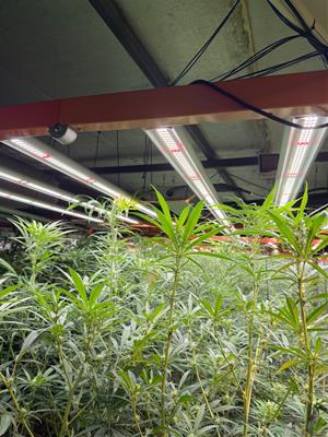 Els Mossos desmantellen una plantació amb 1.900 plantes de marihuana en una nau de Sant Quintí de Mediona
