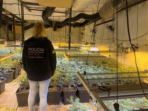Els Mossos desmantellen una plantació de marihuana amb 1.606 plantes al Pla del Penedès. Mossos d'Esquadra