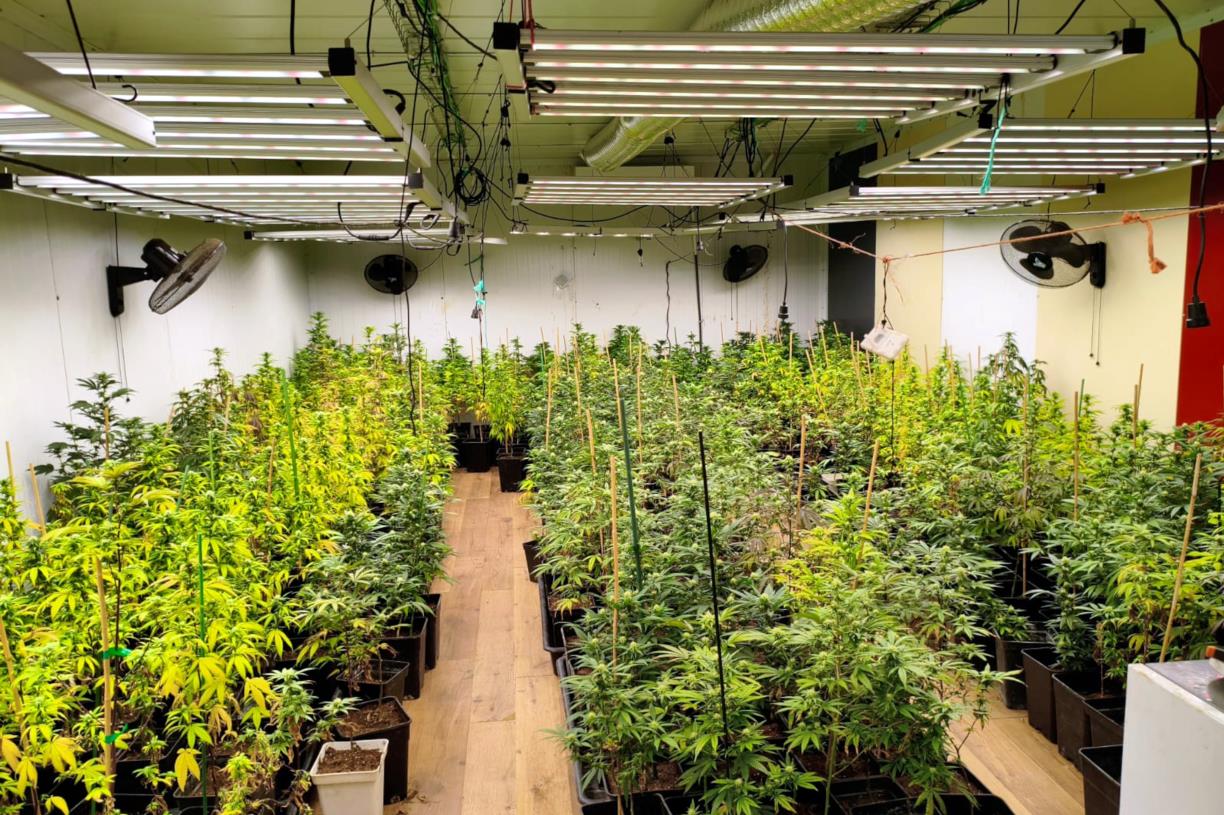 Espanya concentra prop del 40% de les confiscacions de cocaïna i el 75% de les plantes de cànnabis a Europa. ACN