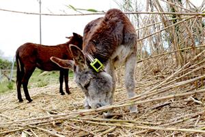 Estudien la pastura de rucs per reduir la canya americana, una de les espècies més invasores, a Sant Jaume dels Domenys. ACN