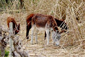 Estudien la pastura de rucs per reduir la canya americana, una de les espècies més invasores, a Sant Jaume dels Domenys
