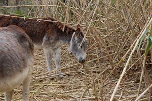Estudien la pastura de rucs per reduir la canya americana, una de les espècies més invasores, a Sant Jaume dels Domenys