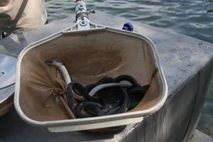 Exemplars d'anguiles . ACN / Lourdes Casademont 