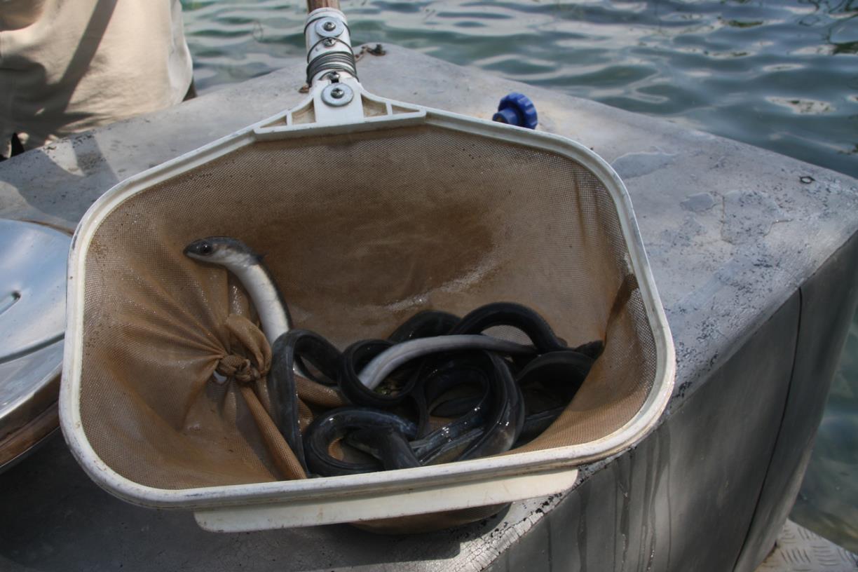 Exemplars d'anguiles . ACN / Lourdes Casademont 