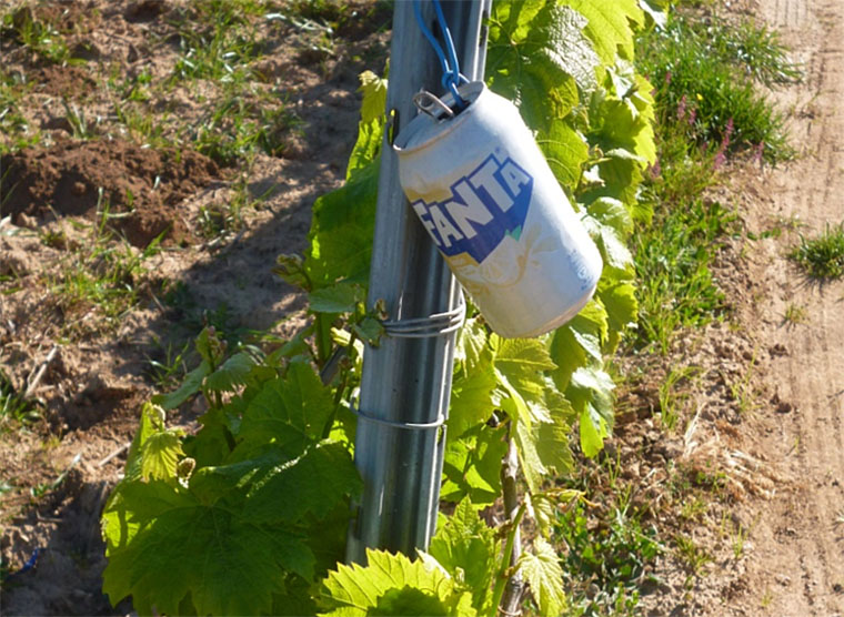 Fanta a les vinyes. Ferran Savall