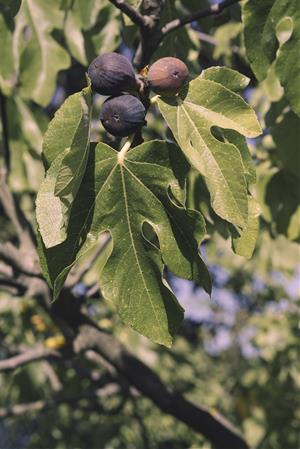 Figues a l'arbre. Ametller Origen