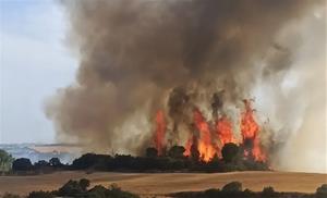 Flames d'una represa en un incendi vegetal . Bombers