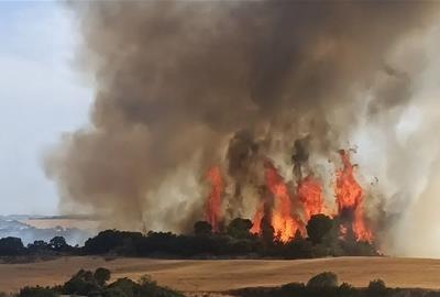 Flames d'una represa en un incendi vegetal . Bombers