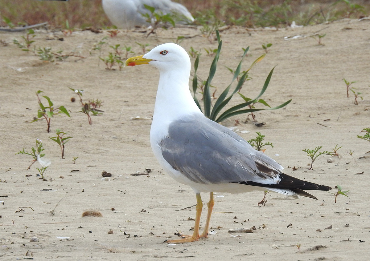 Gavià argentat (Larus michahellis) a la platja de Ribes Roges. La Foixarda