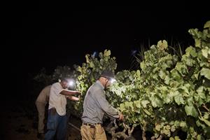 Gramona comença la verema més primerenca del Penedès a causa de la calor