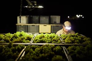 Gramona comença la verema més primerenca del Penedès a causa de la calor
