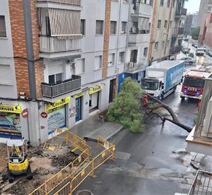 Imatge de la caiguda d'un arbre a la plaça Xoriguer de Vilanova i la Geltrú. EIX