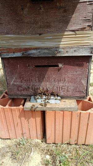 Investiguen un home per l'apropiació d'un centenar de ruscs sostrets fa sis anys a Olivella i Sant Martí Sarroca