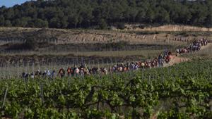 La 5a edició de “FEM POLSEGUERA per les vinyes Sumarroca” bat rècords i es consolida com a referent solidari. EIX